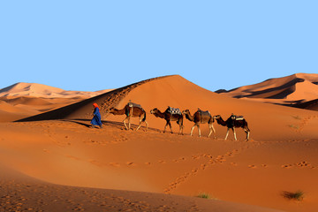 Fototapeta na wymiar Camel caravan trekking in the Sahara desert