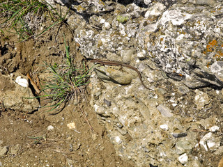 Small brown imperceptible lizard sits on a rock with moss.