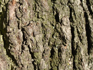 Bark