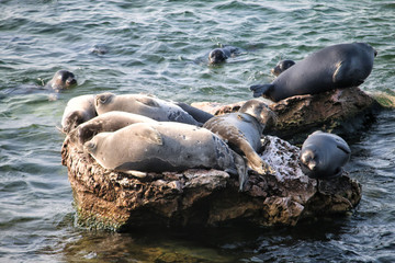 Seal rookery, endemic of lake Baikal