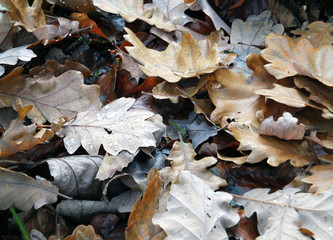dead brown autumn leaves wet with raindrops decaying on a forest floor