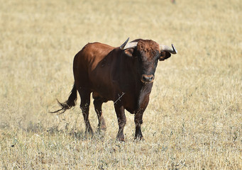 bull in spain