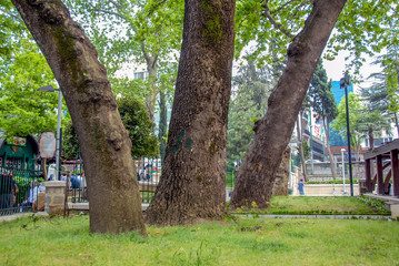 Bursa, Turkey, 29 April 2012: Ulu Mosque trees © Kayihan