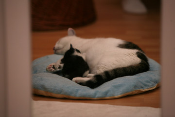 Katzenmutter mit Kitten 