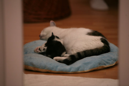 Katzenmutter mit Kitten 