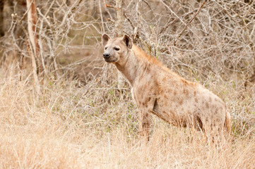 Brown watchful spotted Hyena standing in savannah trees and grass, Kruger Park, South Afric