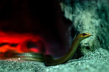 Snake in the terrarium