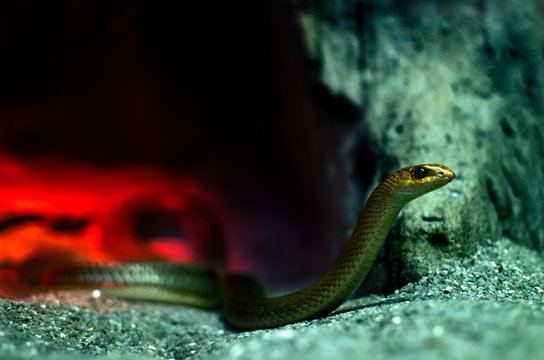Snake in the terrarium