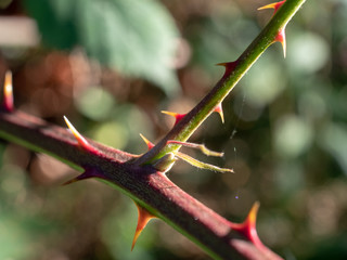 thorn