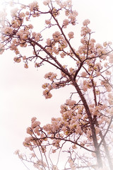 Flowering tree in the early spring