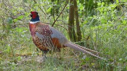 Un magnifique faisan de Colchide à proximité du parc du Marquenterre en Picardie