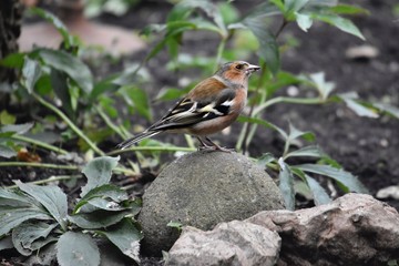 Chaffinch Bird on rock