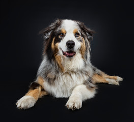 Beautiful adult Australian Shephard dog laying down front view, looking straight at camera with brown with blue spotted eyes. Mouth open. Isolated on black background.