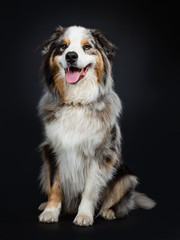 Beautiful adult Australian Shephard dog sitting up elegant a bit side ways, looking at lens with brown with blue spotted eyes. Mouth open showing tongue. Isolated on black background.