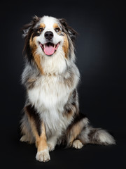 Beautiful adult Australian Shephard dog sitting up elegant, looking at lens with brown with blue spotted eyes. Mouth open showing tongue. Isolated on black background.
