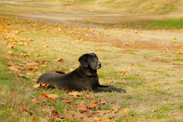 Sad abandoned cute dog lying in a park - selective focus