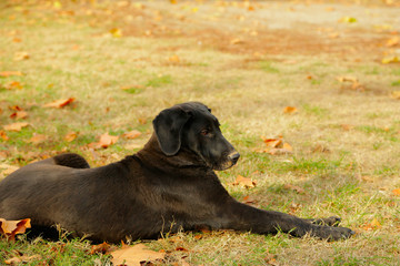 Sad abandoned cute dog lying in a park - selective focus