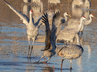 Sandhill cranes facing off in early morning at Bosque del Apache National Wildlife Refuge in central New Mexico