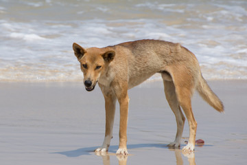 Fototapeta na wymiar Dingo (Canis lupus dingo) on a beach on Fraser Island, Queensland Australia