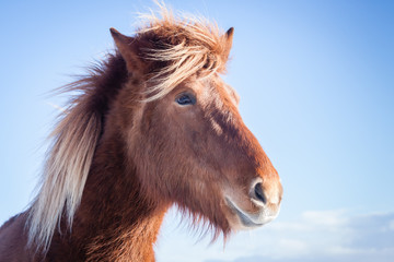 Hardy Icelandic Horse