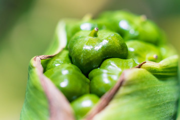 Verde esperanza