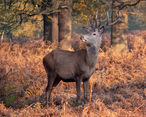 Stag standing proud