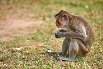 A long-tailed macaque monkey near Angkor Wat, Cambodia in the background is a green blurred landscape