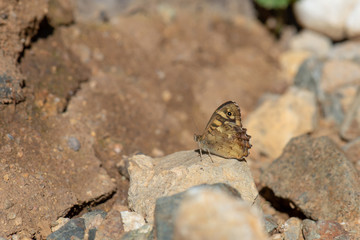 Satyridae / Karanlık Orman Esmeri / / Pararge aegeria	     