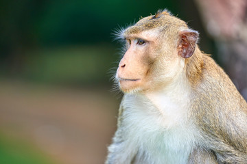 A long-tailed macaque monkey seated on a rock near Angkor Wat, Cambodia in the background is a green blurred landscape