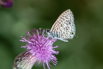 Obraz premium Lycaenidae / Mavizebra / / Leptotes