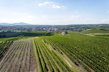 Fototapeta na wymiar Beautiful vineyard lanscape with grapes ready for harvest, sunny autumn day, Southern Moravia, Czech Republic, aerial view