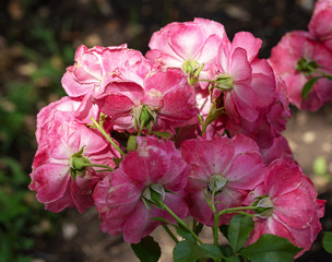 Flowers illuminated by the sun autumn park.