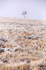 Lonely tree on Velebit mountain, Croatia