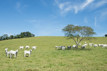 Fototapeta na wymiar cows in field