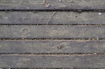 Holz