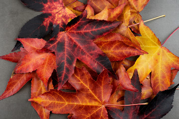 AUTUMN BACKGROUNDS. COLORFUL FALL LEAVES OVER A GREY CEMENT BOARD.