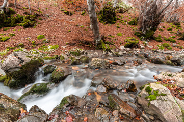 Photograph of the beech forest of Ciñera, Leon (Spain) known as Faedo, declared the best preserved forest in Spain in 2007. You can see the river that crosses the forest