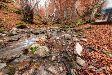 Photograph of the beech forest of Ciñera, Leon (Spain) known as Faedo, declared the best preserved forest in Spain in 2007. You can see the river that crosses the forest