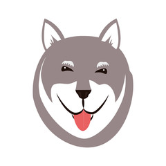 cute akita dog head