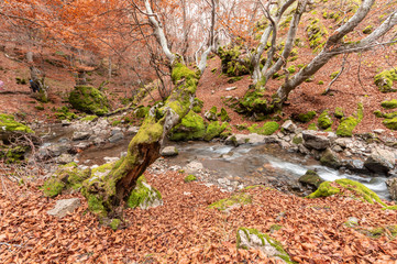 Photograph of the beech forest of Ciñera, Leon (Spain) known as Faedo, declared the best preserved forest in Spain in 2007. You can see the river that crosses the forest