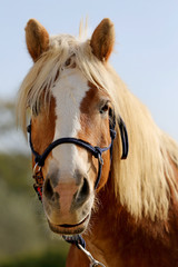 Fototapeta premium Portrait of a young horse in summer outside at rural dressage center
