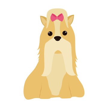 cute miniature chitzu pet
