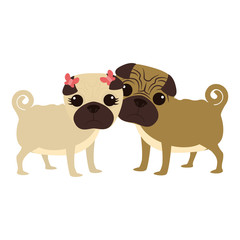 cute pug dogs couple