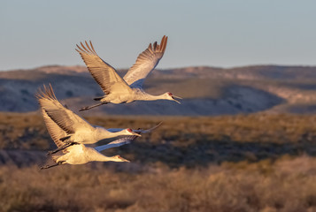 Sandhill cranes flying just after takeoff from pond in early morning at Bosque del Apache national wildlife refuge in central New Mexico