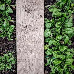 Beet mit Feldsalat und Holzbrett