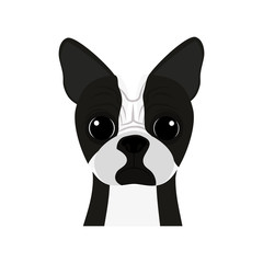 cute boston terrier pet