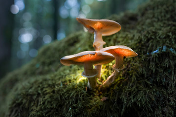 Leuchtender Pilz im Wald