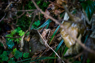 Nahaufnahme von einem Forsch auf dem Waldboden