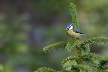blue tit close up posing amongst grass and pine branches during early morning in november, scotland.