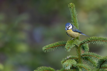 blue tit close up posing amongst grass and pine branches during early morning in november, scotland.